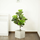 Cây Bàng Singapore hiện đại trang trí nhà sang trọng LanDecor (90cm) - LC2770