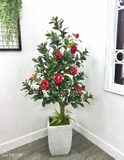 Chậu cây hoa trà đỏ trang trí nội thất Lan Decor (160cm) - CC248-2