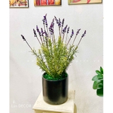 Chậu hoa oải hương trang trí nhà xinh Landecor - CC620