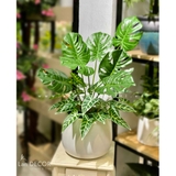 Chậu cây monstera mix lá bán hạ hiện đại trang trí nhà (70cm) - CC622