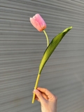 Cành hoa tulip 35cm