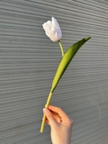 Cành hoa tulip 35cm