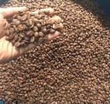 Cà phê hạt Arabica