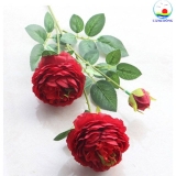 Cành hoa mẫu đơn vải 65 cm combo 5 cành trang trí sang trọng