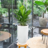 Vạn phúc Chậu Ly Trắng [Aglaonema Diamond Bay w Tall Planter]