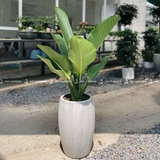 Đại phú Chậu Xám nhỏ [Green Aglaonema Tree w Grey Planter]