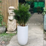 Cau Đài Loan Chậu Ly Trắng [Areca palm w Tall Planter]