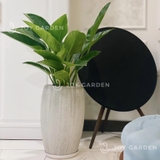 Đế Vương Xanh Chậu Xám nhỏ [Imperial Green Philodendron w Grey Planter]