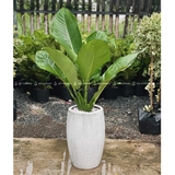 Đại phú Chậu Xám nhỏ [Green Aglaonema Tree w Grey Planter]