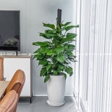 Trầu Bà Cột Chậu Ly 30x60cm [Pothos w Tall Planter]