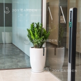 Kim tiền size đại Chậu ly trắng [Large ZZ Plant w Tall Planter]