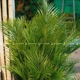 Cau Đài Loan Chậu Ximang Trụ Vuông 30x30x60 [Areca palm w Cement Planter]