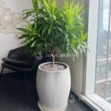 Trúc bách hợp Chậu xám lớn [Song of India w Grey Planter]