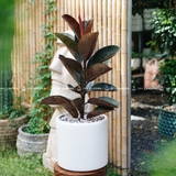 Đa Búp đỏ Chậu T28 [Rubber Plant w Pot 28cm]