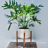 Đôn Gỗ [Wooden Plant Stand] (D35H40 Caramel)