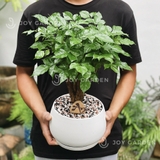 Hạnh phúc Bonsai [Chậu D18]