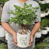 Hạnh phúc Bonsai Chậu T1517