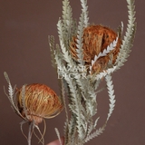 Bó hoa khô quả Banskia mini loại tròn