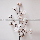 Cành hoa bông gòn khô 18 bông 75cm | Hoa cotton