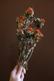 Bó hoa khô cúc dứa màu đỏ cam 60cm