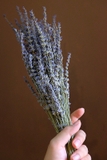 Bó hoa khô lavender 50gr 55cm| Oải hương