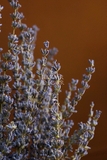 Bó hoa khô lavender 50gr 55cm| Oải hương