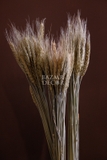 Bó hoa khô lúa mạch màu tự nhiên 60cm - bó 50 cành