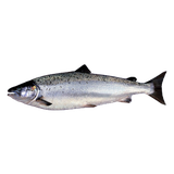 Cá Hồi Nauy Tươi Nguyên Con (Salmon) I Size 5-6Kg