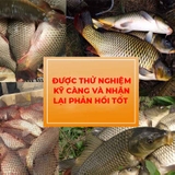 Hương Liệu Câu Chép KR Fishing