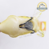 Nhái tránh rau tránh cỏ câu cá lóc