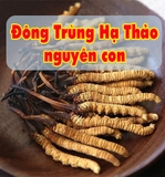 Đông Trùng Hạ Thảo nguyên con
