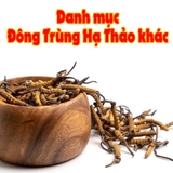 Đông Trùng Hạ Thảo khác