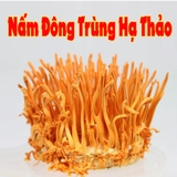 Nấm Đông Trùng Hạ Thảo