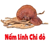 Nấm Linh Chi đỏ