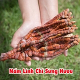 Nấm Linh Chi Sừng Hươu