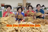Sâm củ tươi Hàn Quốc