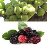 2 loại quả cực tốt cho xương người cao tuổi