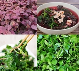 9 Lợi ích của rau dền đối với sức khỏe mà ít ai biết