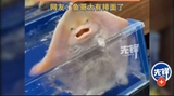Một con cá phun nước trong nhà hàng hải sản bỗng dưng được hơn 10 triệu người xin phóng sinh