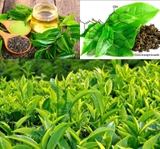 Trà xanh chứa hoạt chất được ví như khắc tinh của rụng tóc