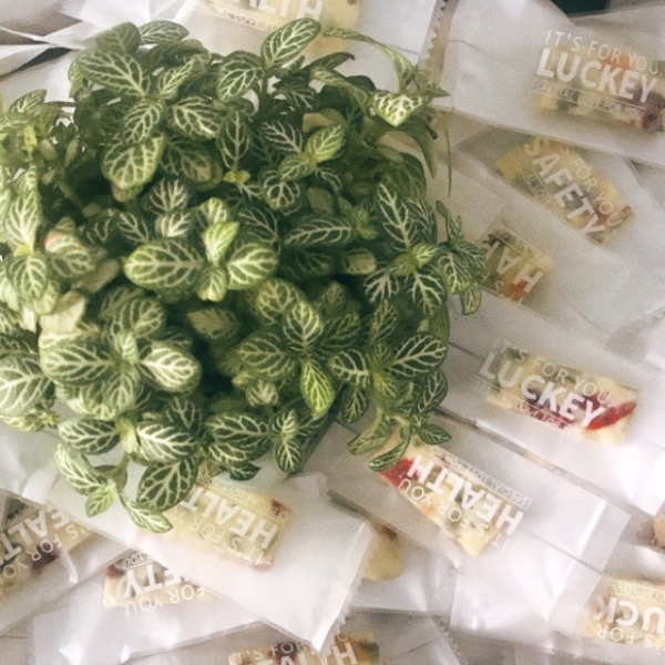 Túi đựng kẹo nougat mẫu ngẫu nhiên (50c)