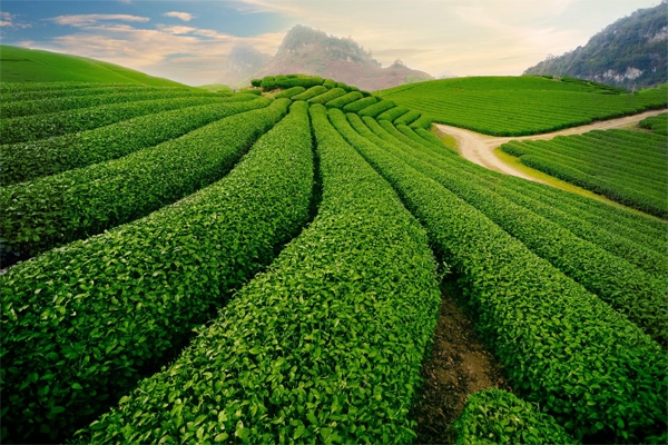 XANH MƯỚT BIỂN HỒ CHÈ GIA LAI | Antamtour.vn