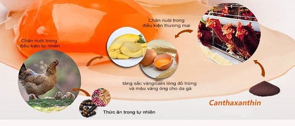 Canthaxanthin trong tự nhiên và trong chăn nuôi nông nghiệp