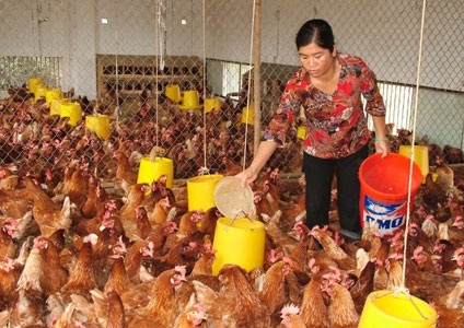 Chăn nuôi gà hiệu quả giảm chi phí thức ăn