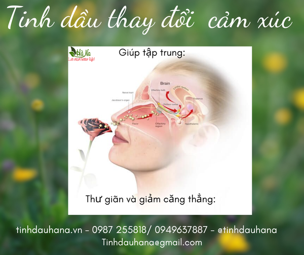 TINH DẦU THAY ĐỔI CẢM XÚC