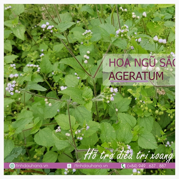 Tinh Dầu Hoa Ngũ Sắc AGETARUM