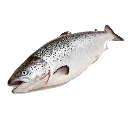 Cá hồi Organic (hữu cơ) Na Uy nguyên con tươi 6-7kg