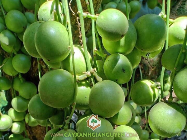 Trái Dâu Da Xanh