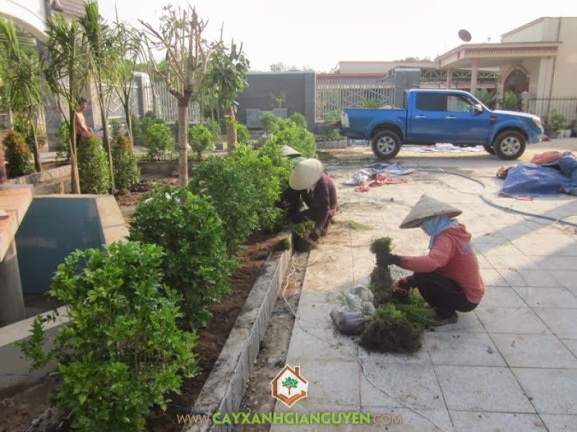 Cây Xanh Gia Nguyễn trồng cây cho Dinh Thự của Khách hàng
