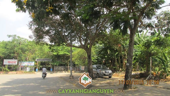 Cây Xanh thể hiện sự phát triển thành phố